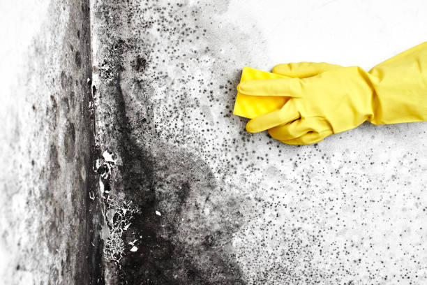 Best Emergency Mold Removal  in Barnum Island, NY