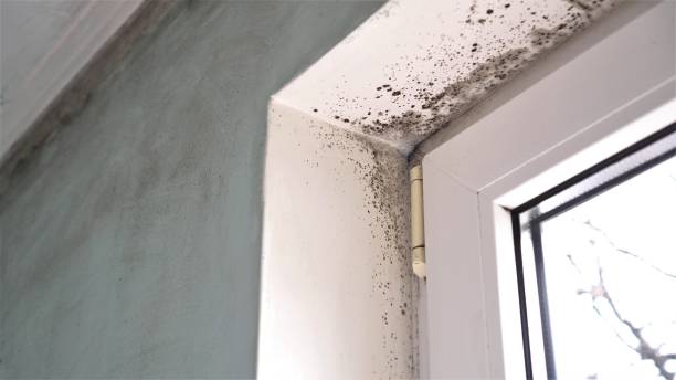 Best Professional Mold Removal  in Barnum Island, NY