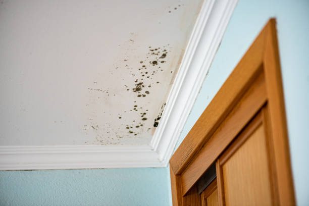 Best Toxic Mold Removal  in Barnum Island, NY