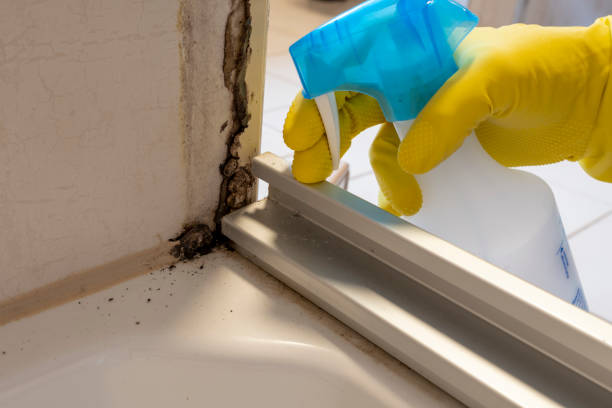 Best Fast Mold Removal  in Barnum Island, NY