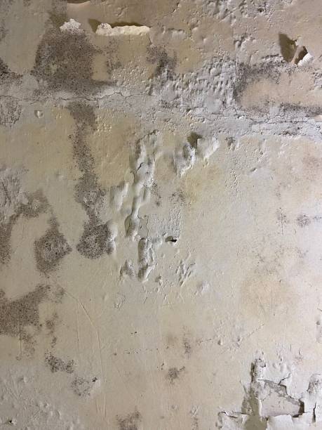 Best Residential Mold Removal  in Barnum Island, NY