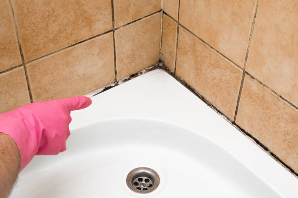 Best Black Mold Removal  in Barnum Island, NY